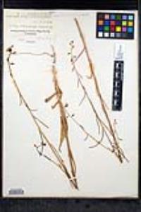 Caulanthus heterophyllus image