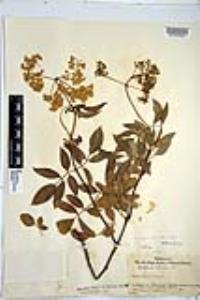 Sambucus cerulea image