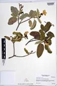 Cordia boissieri image