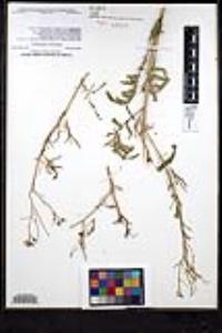 Sisymbrium altissimum image