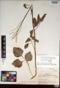 Cardamine californica image