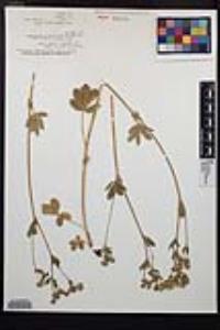 Potentilla gracilis image