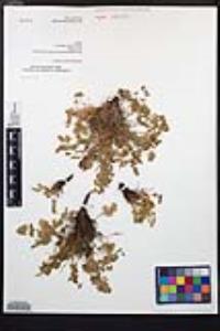 Ivesia saxosa image