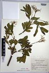 Sambucus cerulea image