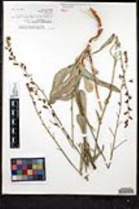 Streptanthus cordatus var. piutensis image