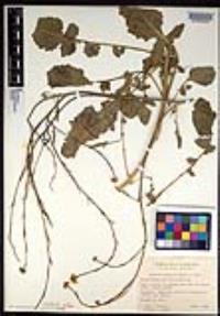 Hirschfeldia incana image