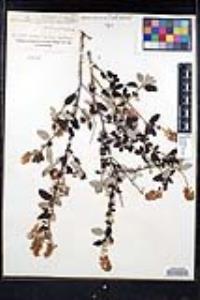Ceanothus tomentosus image