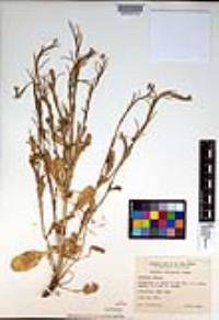 Barbarea orthoceras image