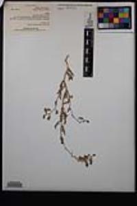 Lyrocarpa coulteri image