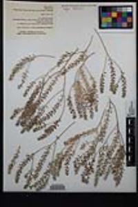 Lepidium lasiocarpum image