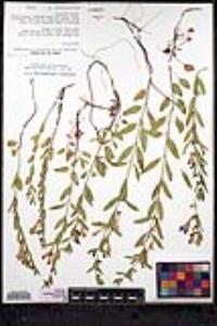 Scutellaria siphocampyloides image