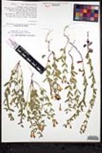 Scutellaria siphocampyloides image