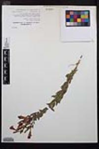 Epilobium canum image