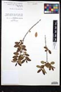 Karwinskia humboldtiana image