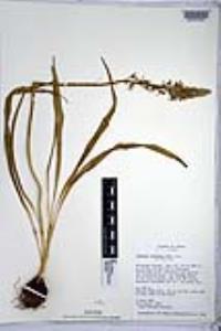 Camassia scilloides image