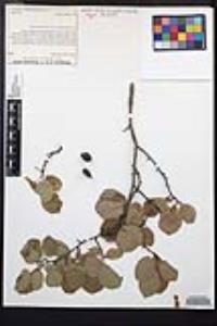 Prunus subcordata image