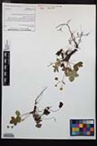 Fragaria vesca image
