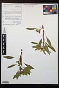 Ludwigia peploides image