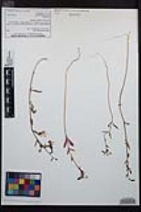 Clarkia unguiculata image