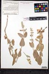 Stachys albens image