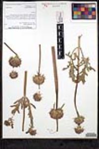 Salvia columbariae image