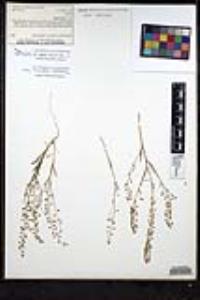 Thysanocarpus desertorum image