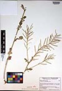 Barbarea orthoceras image