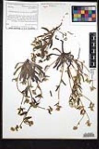 Simpsonanthus jonesii image