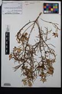 Ericameria linearifolia image