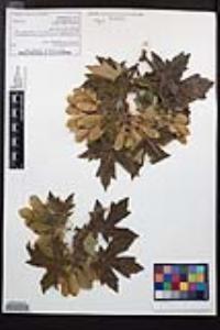 Acer macrophyllum image