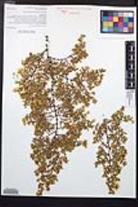 Larrea tridentata image