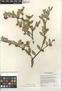 Simmondsia chinensis image