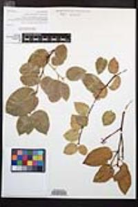 Prunus ilicifolia image