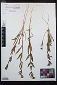 Camissoniopsis robusta image