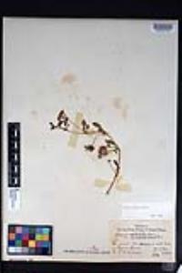 Abronia umbellata image
