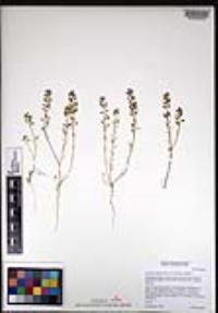 Lepidium nitidum image