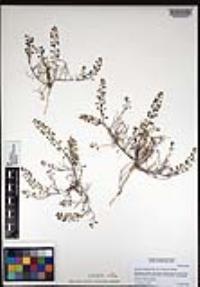 Lepidium nitidum image