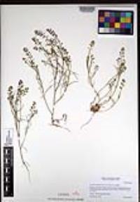 Lepidium nitidum image