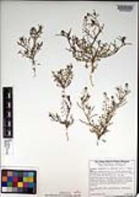 Lepidium virginicum var. robinsonii image