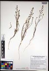 Lepidium nitidum image