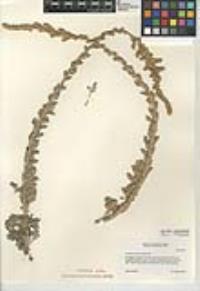 Artemisia pycnocephala image