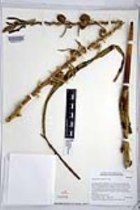 Hesperocallis undulata image