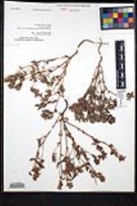 Sonnea hispida image