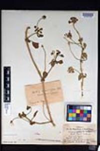 Abronia umbellata image