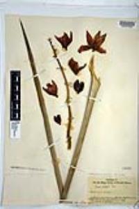 Hesperoyucca whipplei image