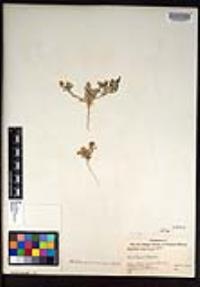 Lepidium lasiocarpum image