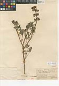 Lupinus succulentus image