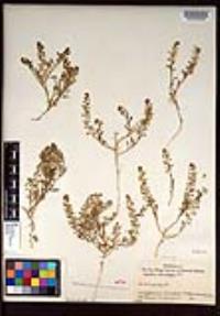 Lepidium lasiocarpum image