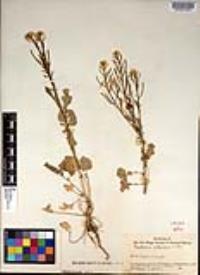 Barbarea orthoceras image