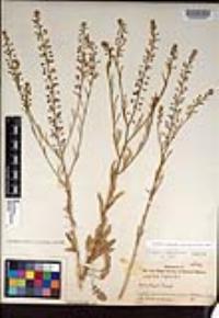 Lepidium virginicum subsp. menziesii image